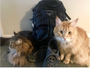 Two cats small backpack