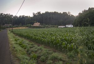 Corn field between O Pedrouzo and Santiago de Compostela